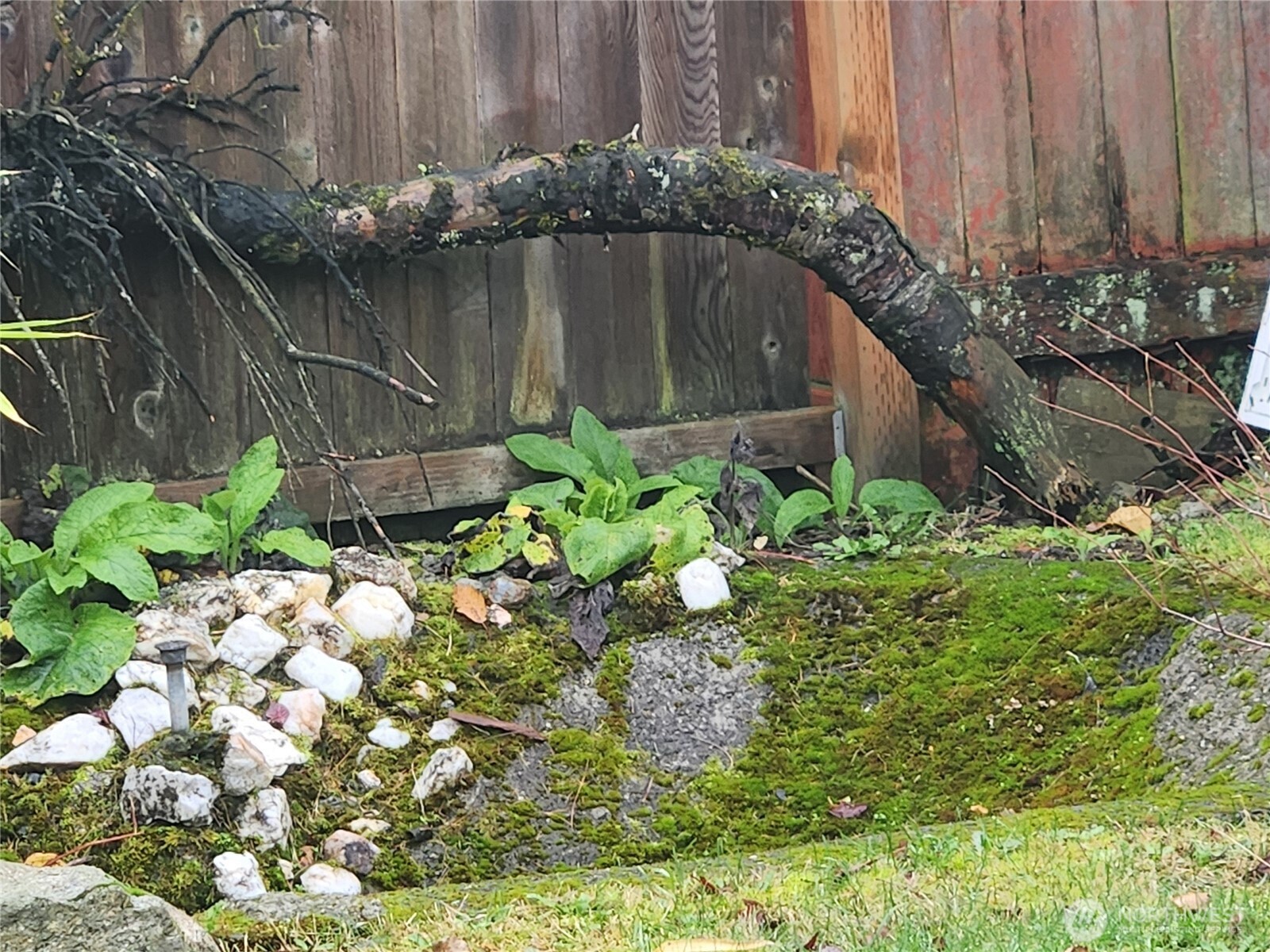 616 South 63rd Street Tacoma, WA 98408 - Photo 17 of 19 a close up of a garden