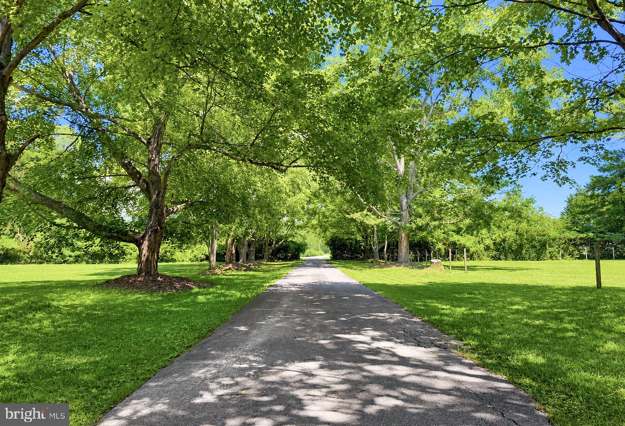 The tree lined drive really is a beauty!