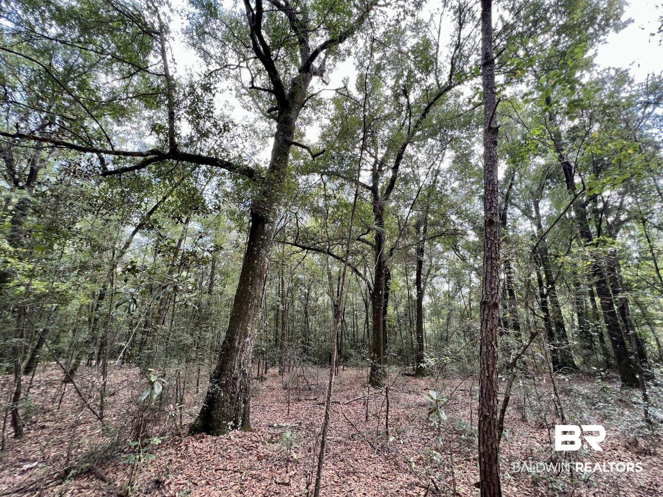 0 Bear Fork Road Mobile, AL 36618 - Photo 43 of 50