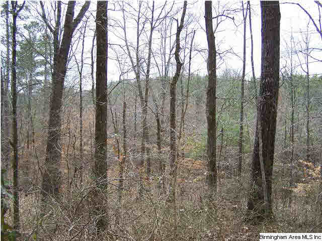 1194 Robin Hill Road Oneonta, AL 35121 - Photo 19 of 29 Gallery Image 19