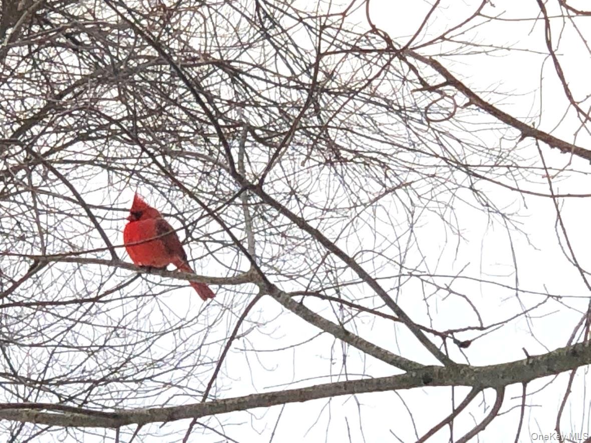 18 Adams Road Ossining, NY 10562 - Photo 34 of 41 Exterior view