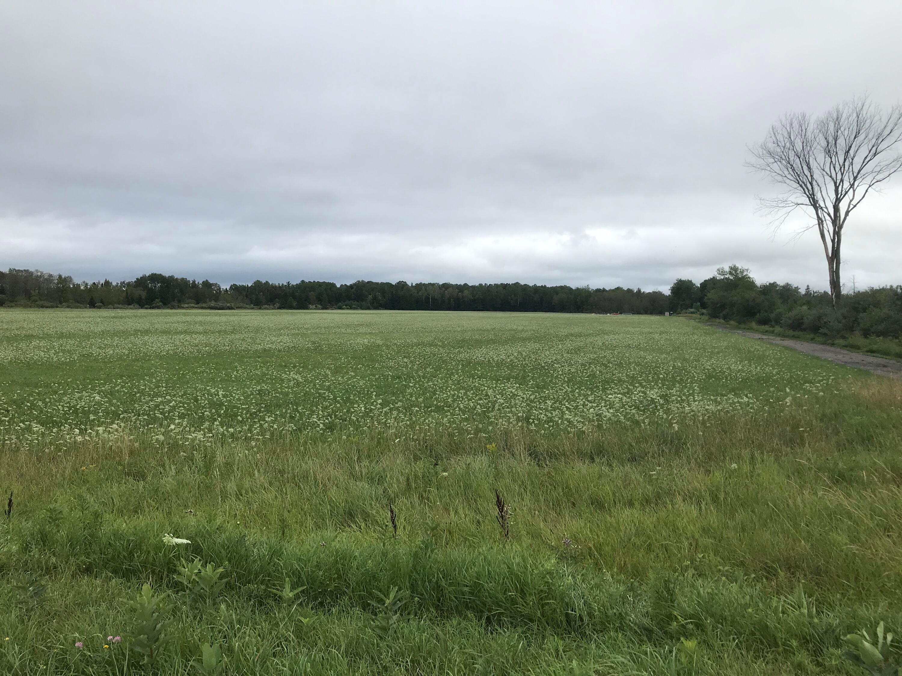 Taylor Hawks Road Herron, MI 49744 - Photo 3 of 6 Gallery Image 3
