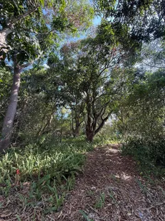 a view of a yard with a tree