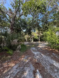 a view of a tree in the middle of a yard