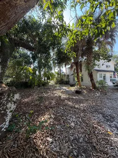 a view of a garden with plants