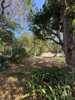 a view of a field with a tree