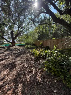 a view of a tree in a yard