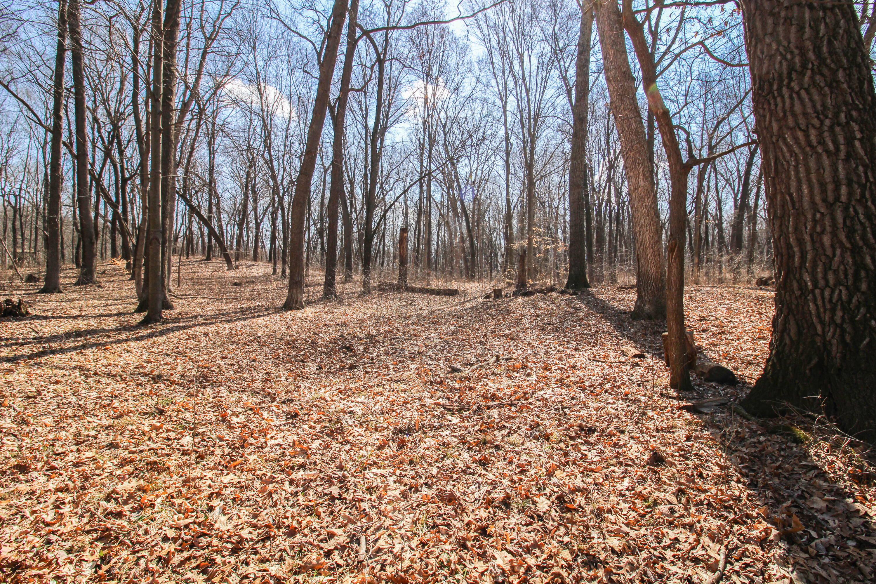 14855 Coon Hollow Road Three Rivers, MI 49093 - Photo 5 of 25 Coon Hollow (5 of 25)