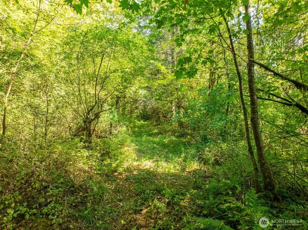 a view of a lush green forest