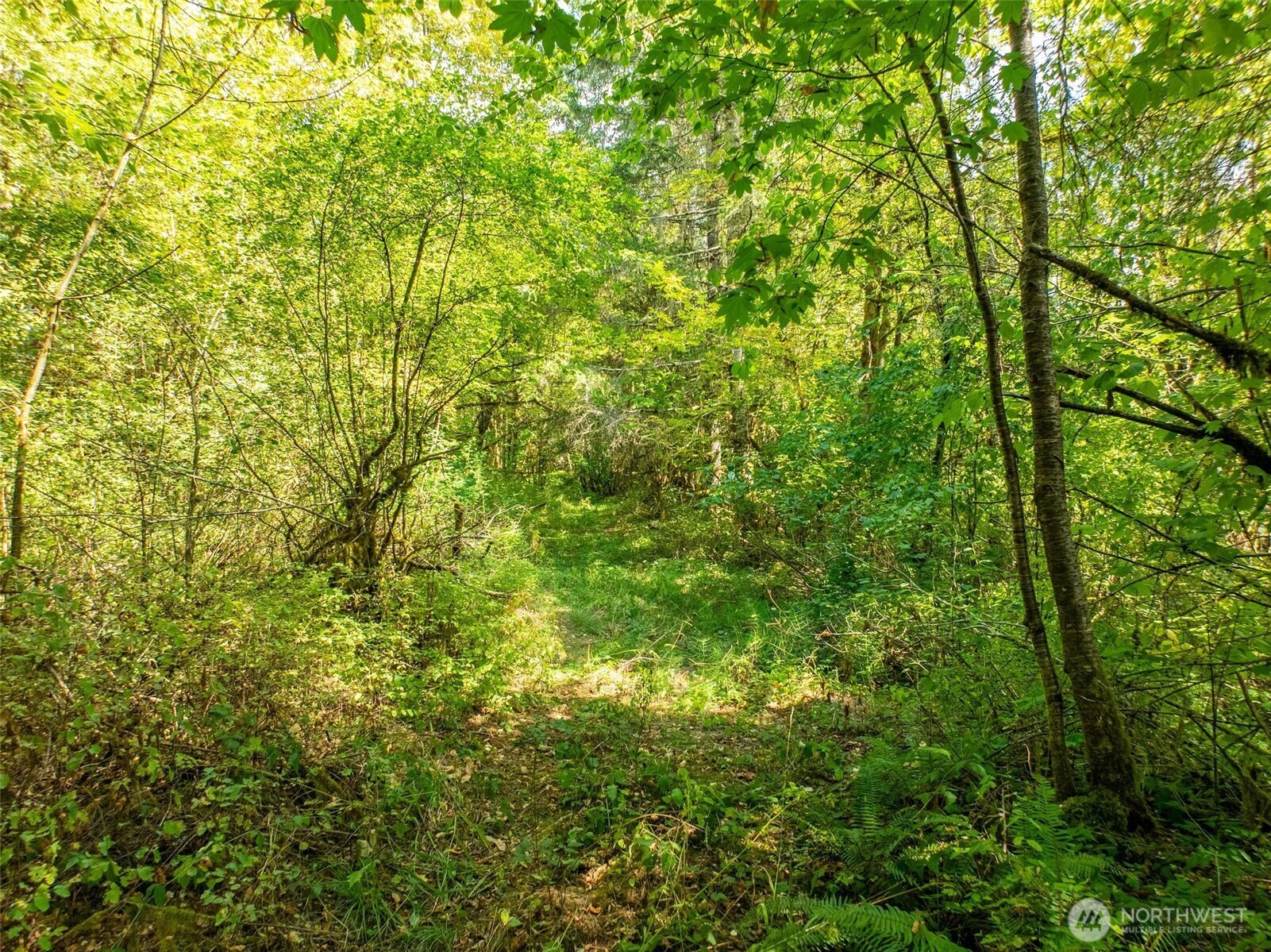 0 Lincoln Creek Road Rochester, WA 98579 - Photo 11 of 12 a view of a lush green forest