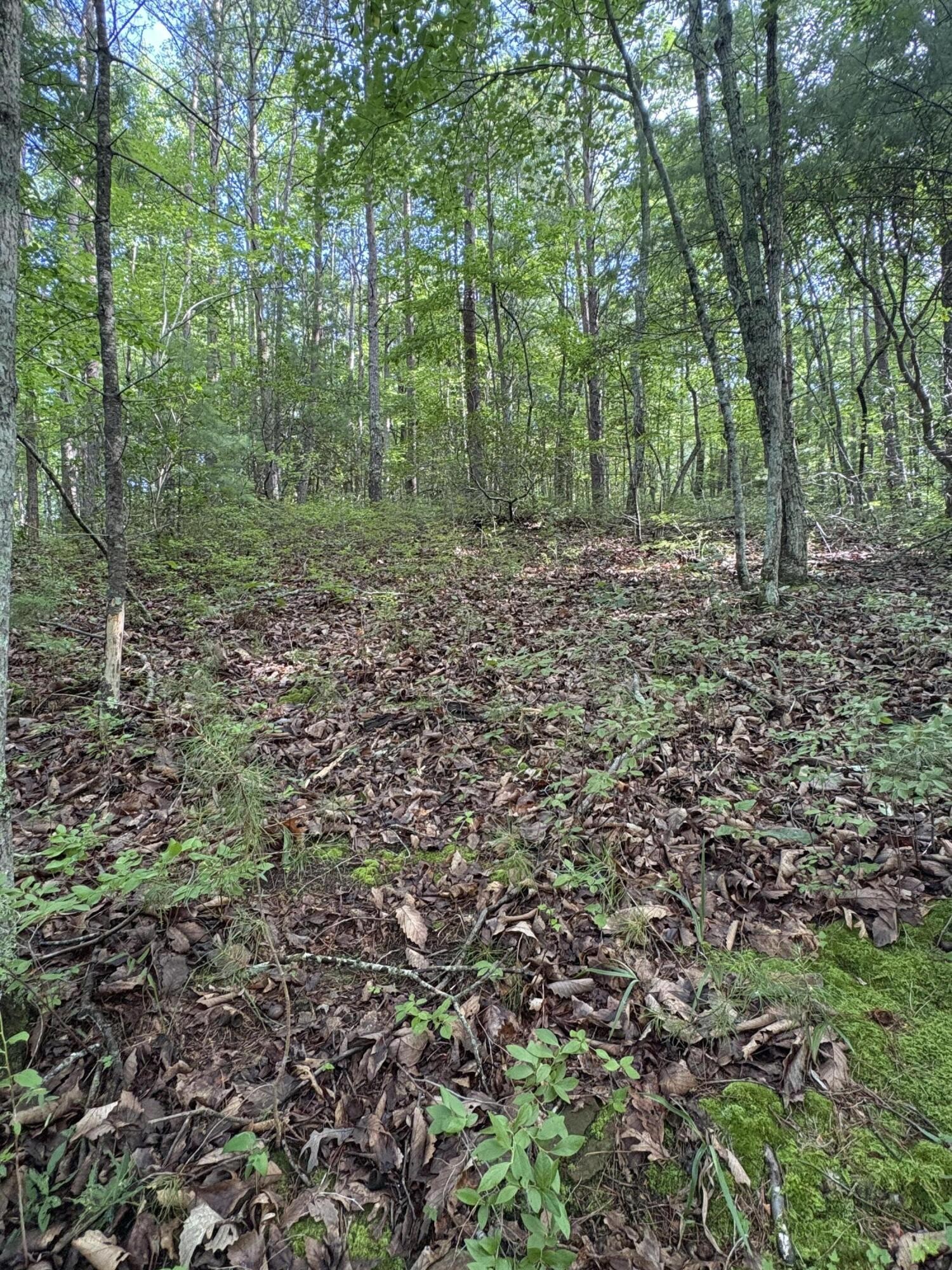 2 Old Furnace Road Tellico Plains, TN 37385 - Photo 2 of 18 Gallery Image 2