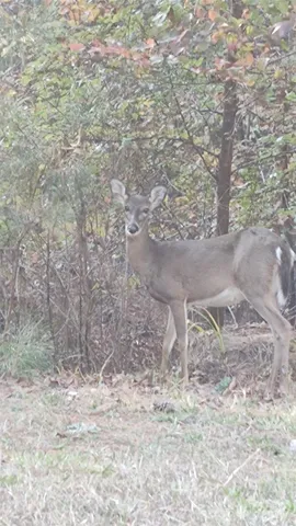 $64,500 | 116 Cranberry Lane, Mooresboro, NC 28114