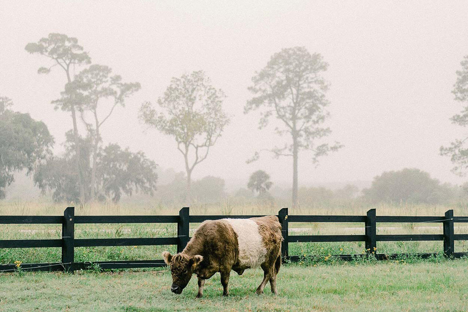 2568 Helmsman Road Johns Island, SC 29455 - Photo 48 of 53 cowsfoggy