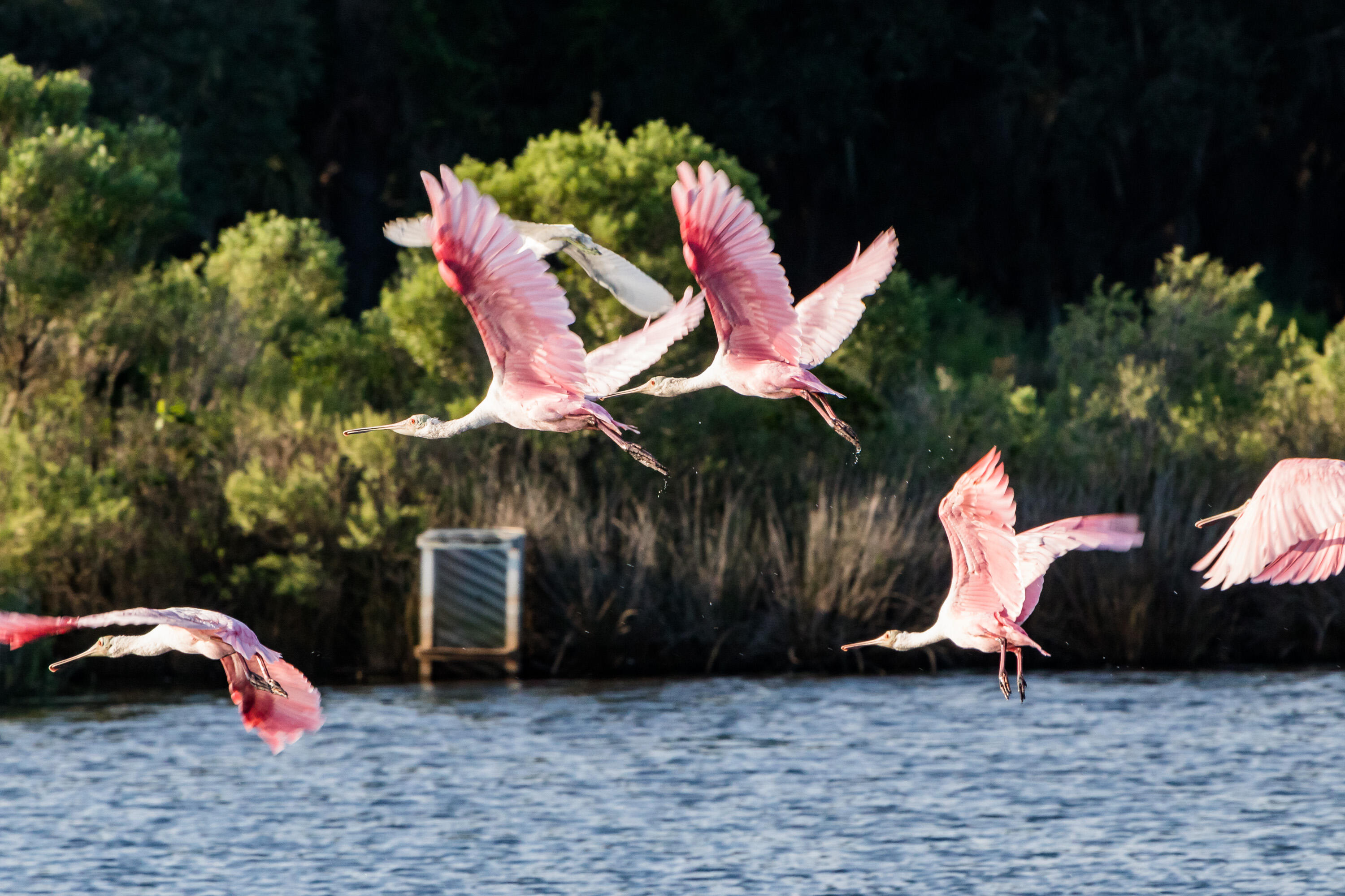 2568 Helmsman Road Johns Island, SC 29455 - Photo 53 of 53 PeterFrankEdwards_SPOONBILLS