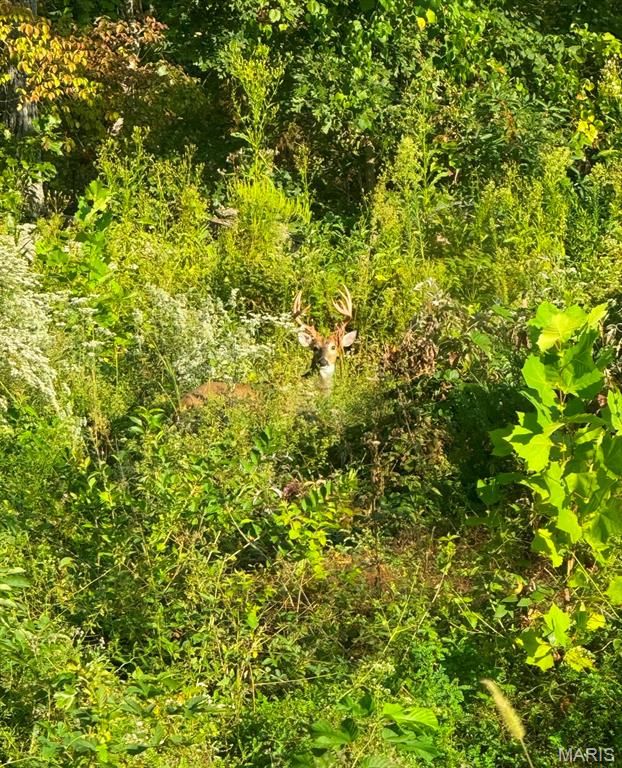 0 Twin Ridge Road House Springs, MO 63051 - Photo 7 of 10