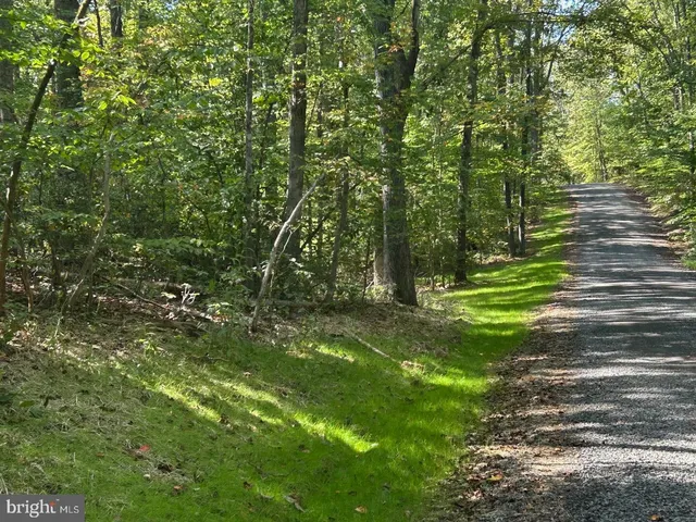 a view of a trees in a yard