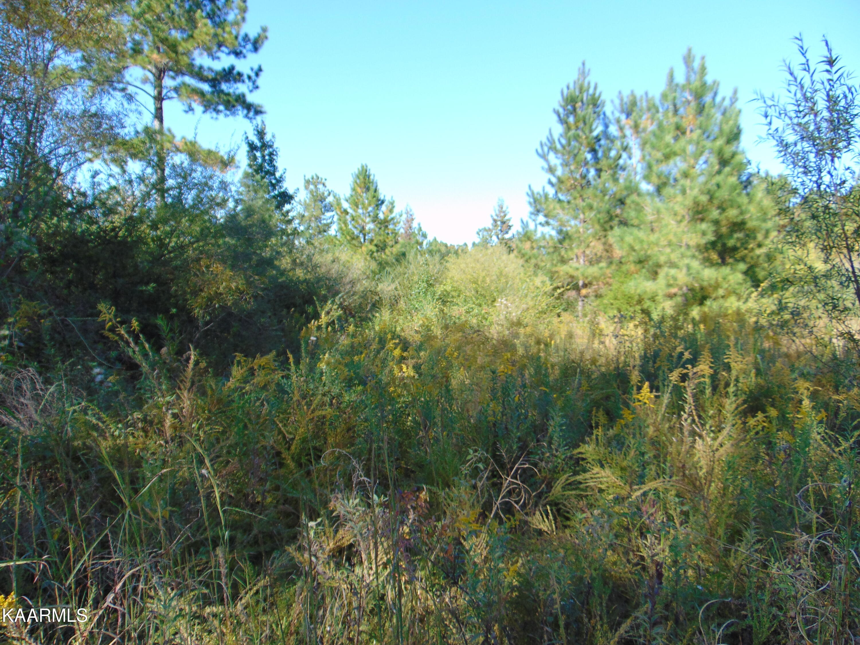 Tract 2-e-8 Tract 2-e-8 Charles Road Decatur, TN 37322 - Photo 5 of 6 DSC01607