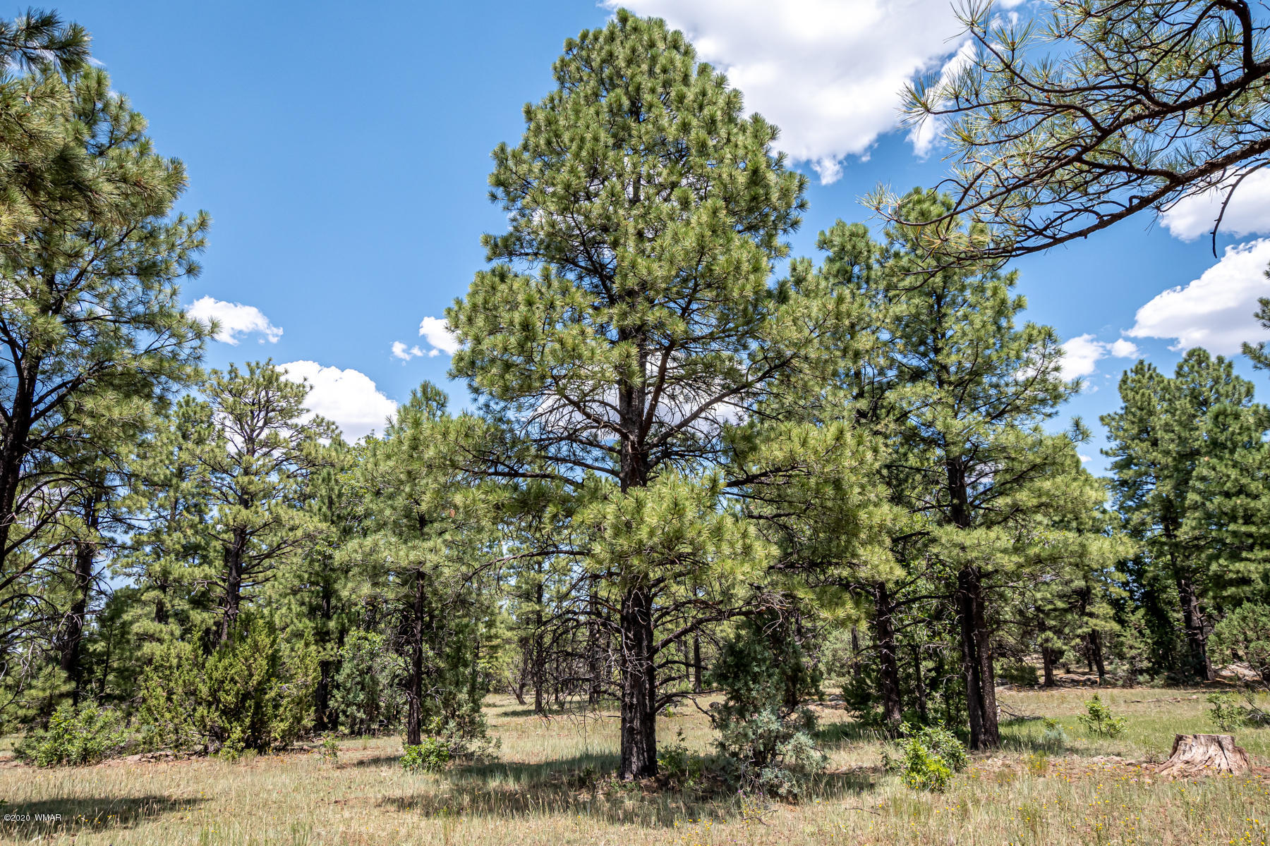Tbd Tbd Lone Horseman Road Pinetop, AZ 85935 - Photo 2 of 15