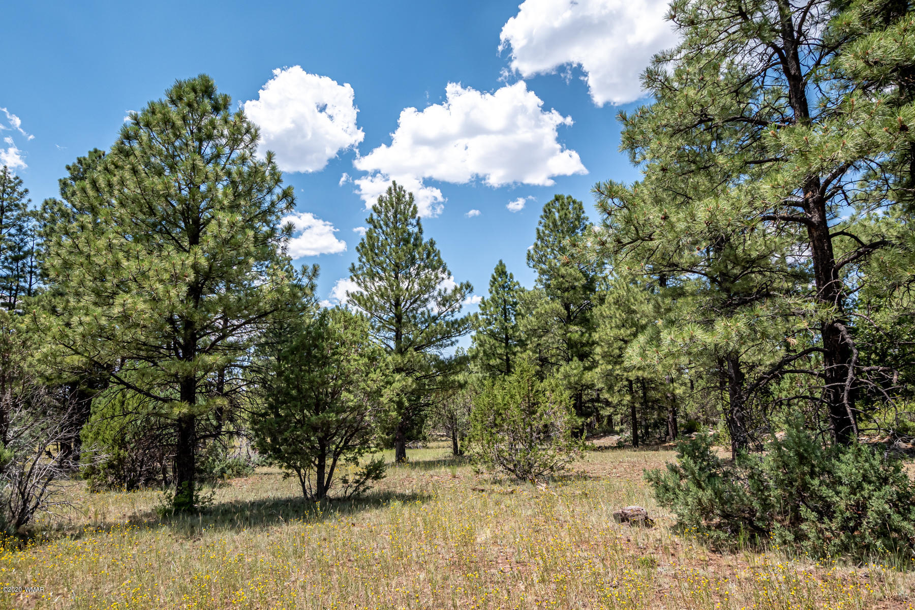 Tbd Tbd Lone Horseman Road Pinetop, AZ 85935 - Photo 7 of 15