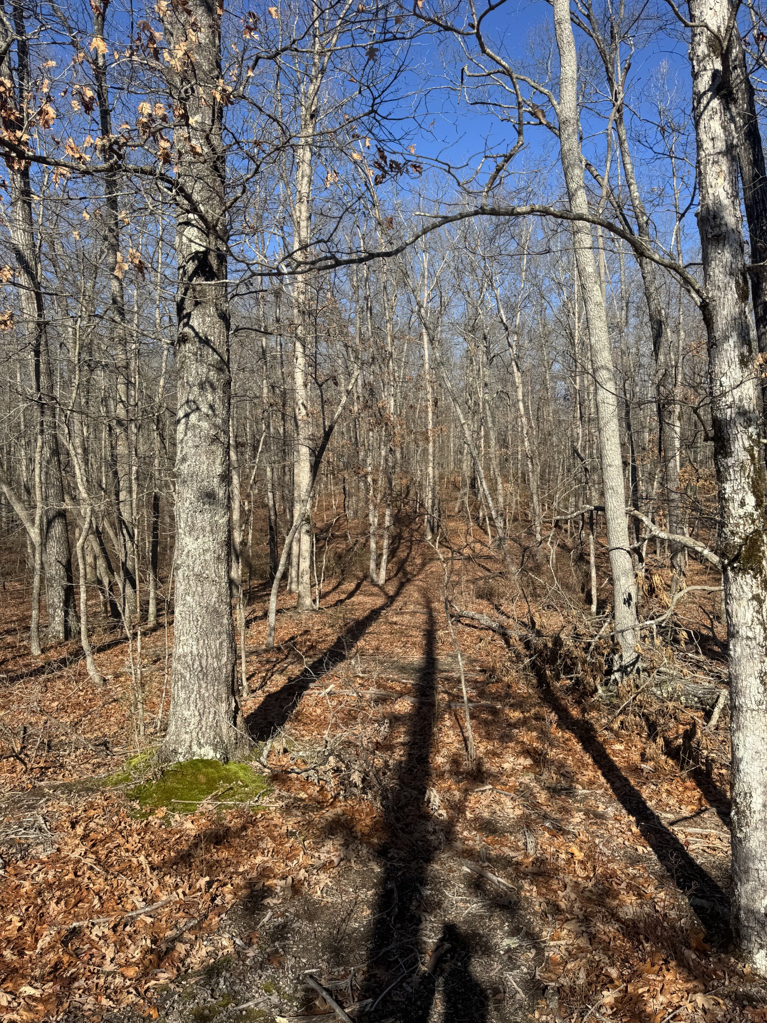 0 Lake Louisa Loop Monteagle, TN 37356 - Photo 5 of 15 a view of a dry yard with wooden fence