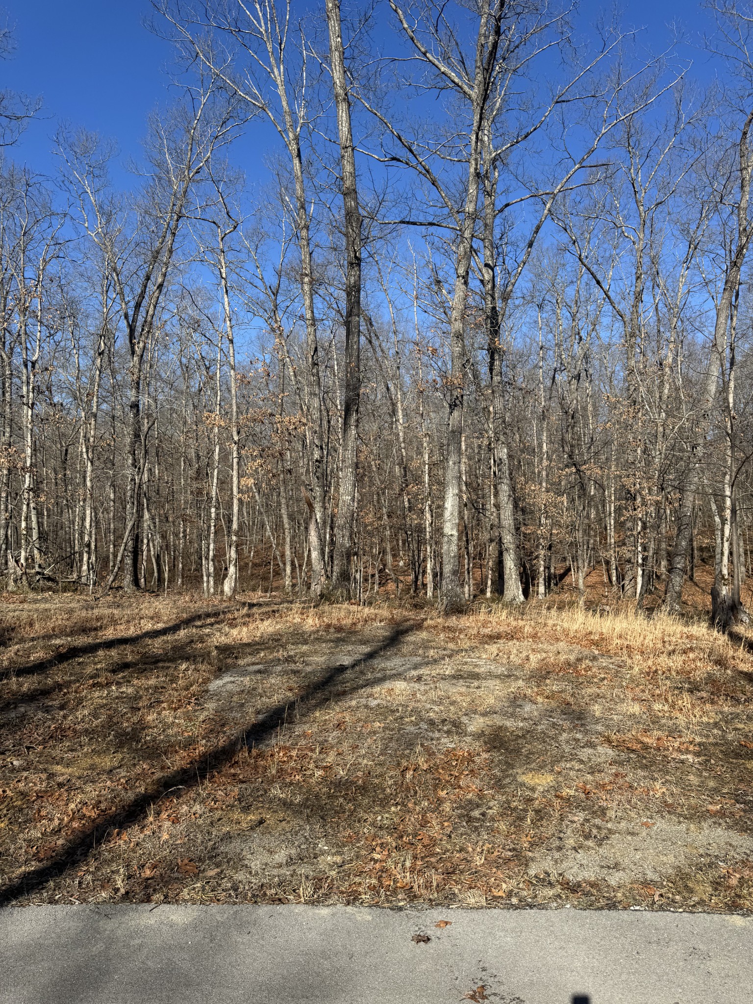 0 Lake Louisa Loop Monteagle, TN 37356 - Photo 6 of 15 a view of dirt yard with a large tree