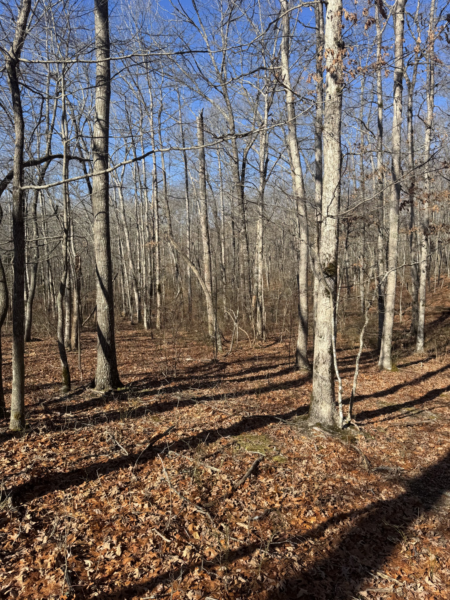 0 Lake Louisa Loop Monteagle, TN 37356 - Photo 7 of 15 a view of a garden with a bench