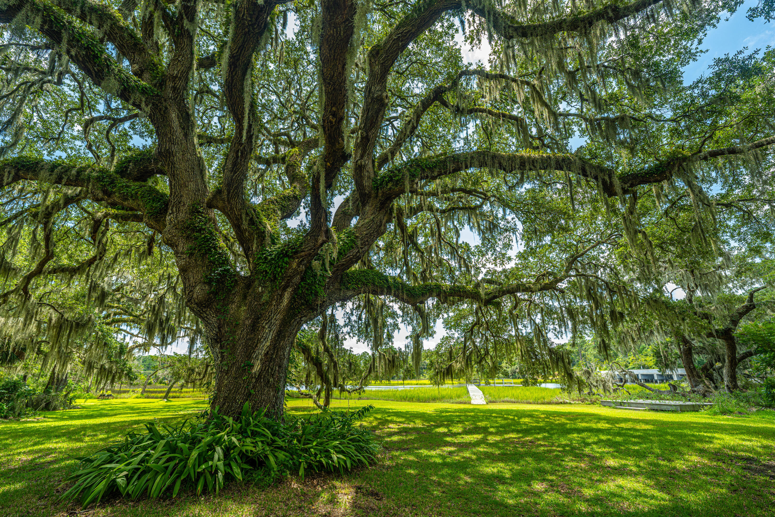 8083 Point Of Pines Road Edisto Island, SC 29438 - Photo 4 of 86 8083PointofPines_Home040