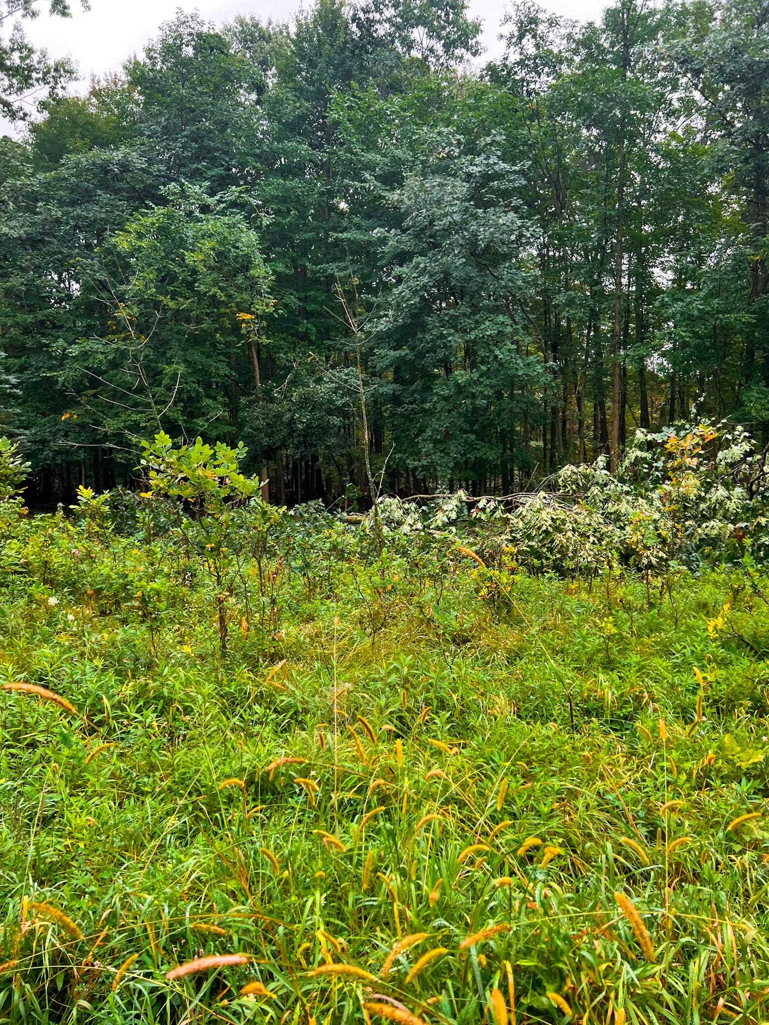 V/l Marion Road Chesaning, MI 48616 - Photo 16 of 16
