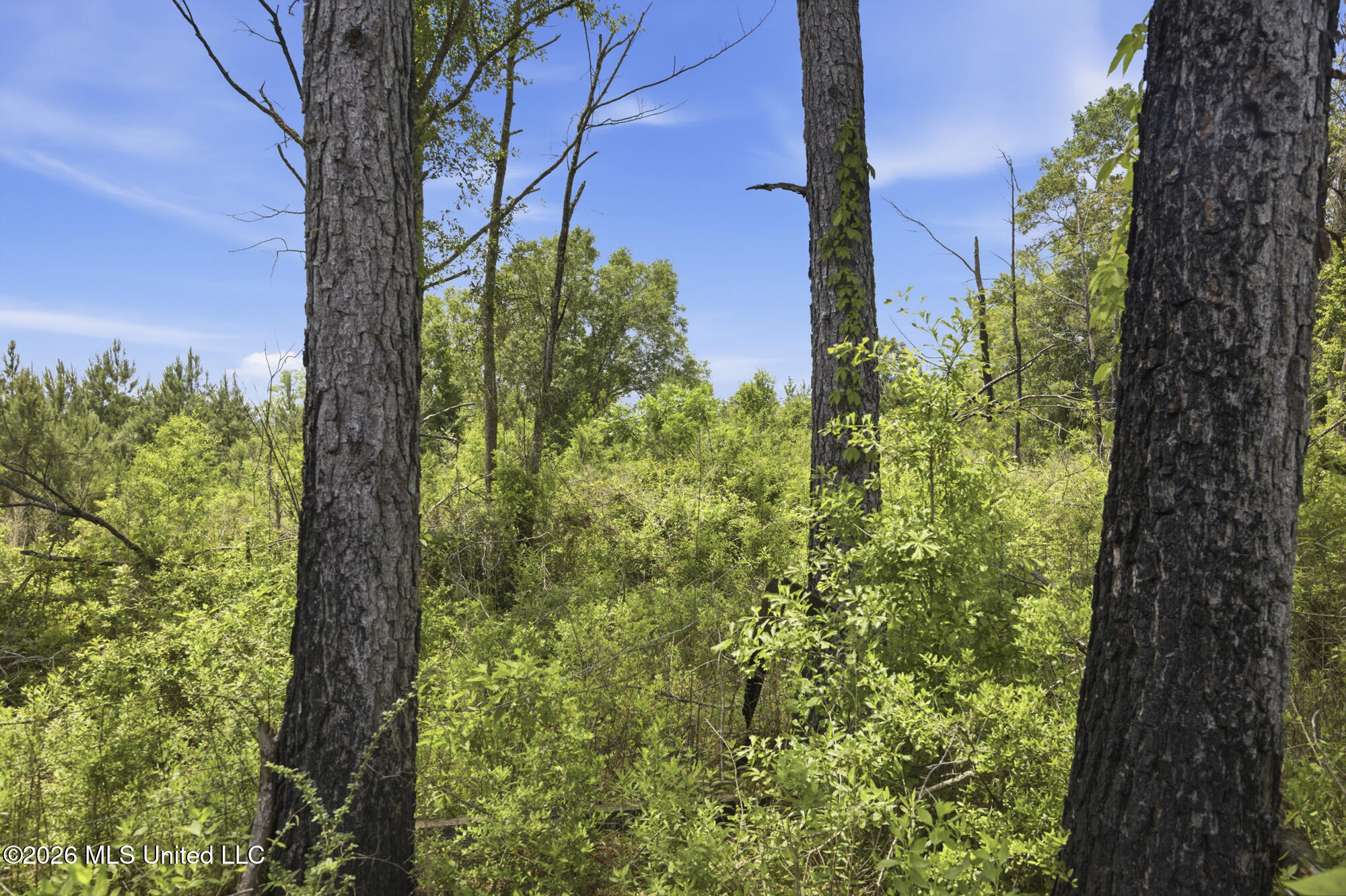 2705 Pilgrims Rest Road Magnolia, MS 39652 - Photo 4 of 21 ghubphoto_04