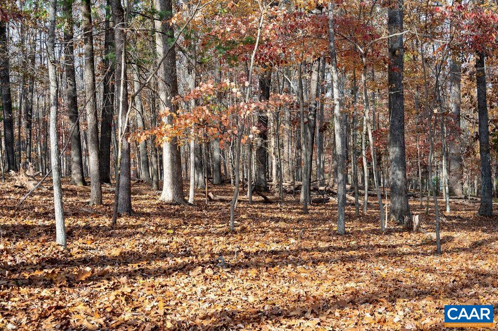 Tbd Red Hill Road Charlottesville, VA 22903 - Photo 29 of 50 Mature forest