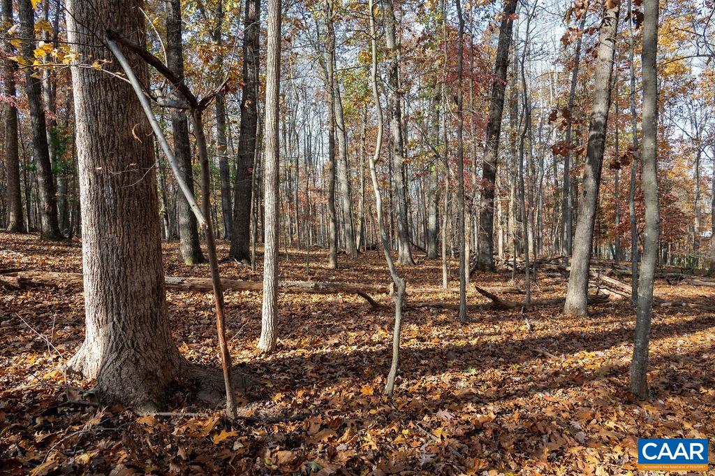 Tbd Red Hill Road Charlottesville, VA 22903 - Photo 30 of 50 No understory!