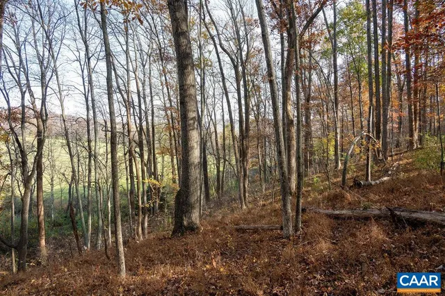 a view of a forest with trees in the background