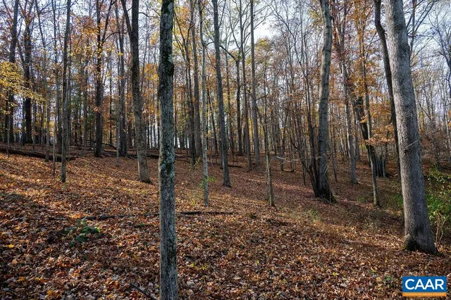 a view of a backyard with large trees