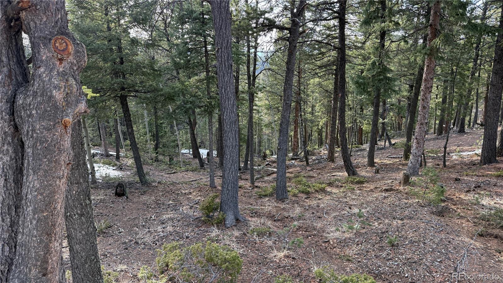 461 Paradiso Road Divide, CO 80814 - Photo 11 of 21 a backyard of a house