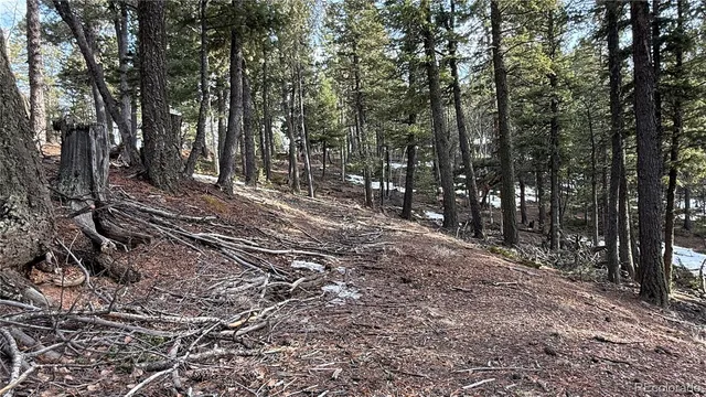 a view of a yard with trees