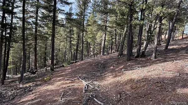 a view of a forest with trees in the background
