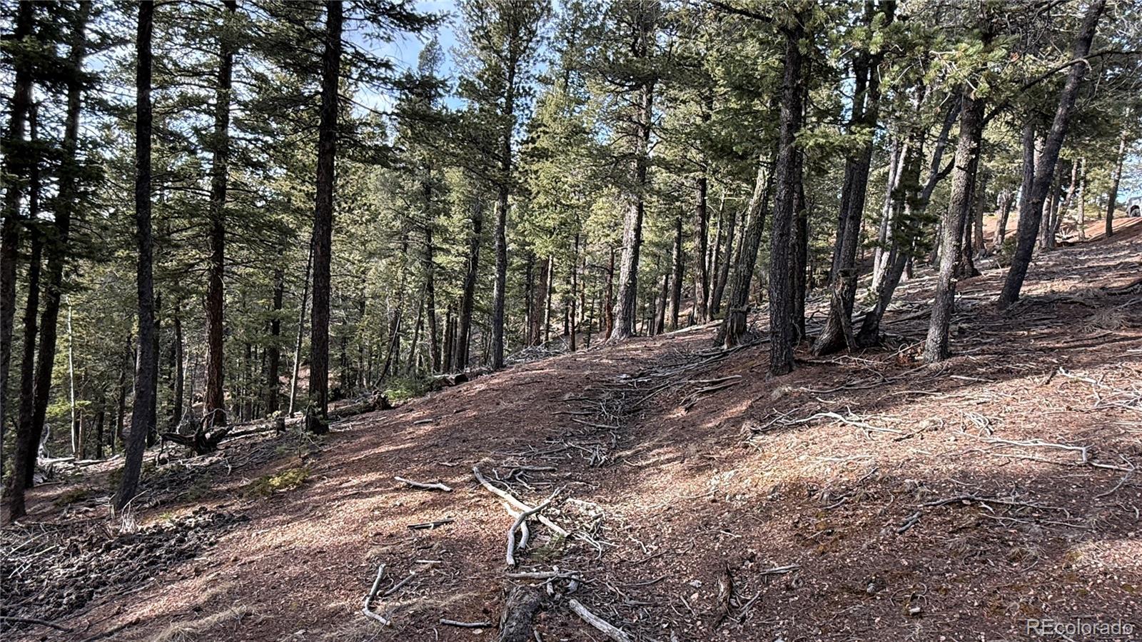 461 Paradiso Road Divide, CO 80814 - Photo 3 of 21 a view of a forest with trees in the background