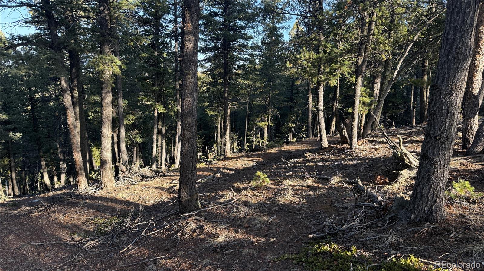 461 Paradiso Road Divide, CO 80814 - Photo 4 of 21 a view of outdoor space with trees