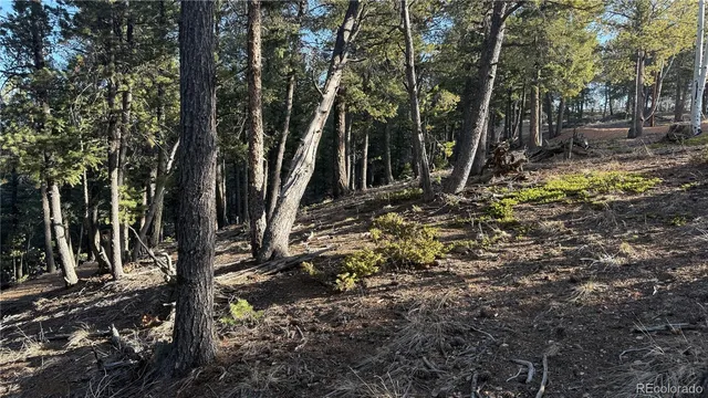 a view of a tree in a yard