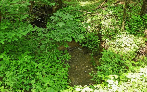 a view of backyard with wooden fence and a large tree