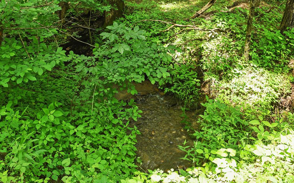 344 Woody Branch Road Murphy, NC 28906 - Photo 17 of 55