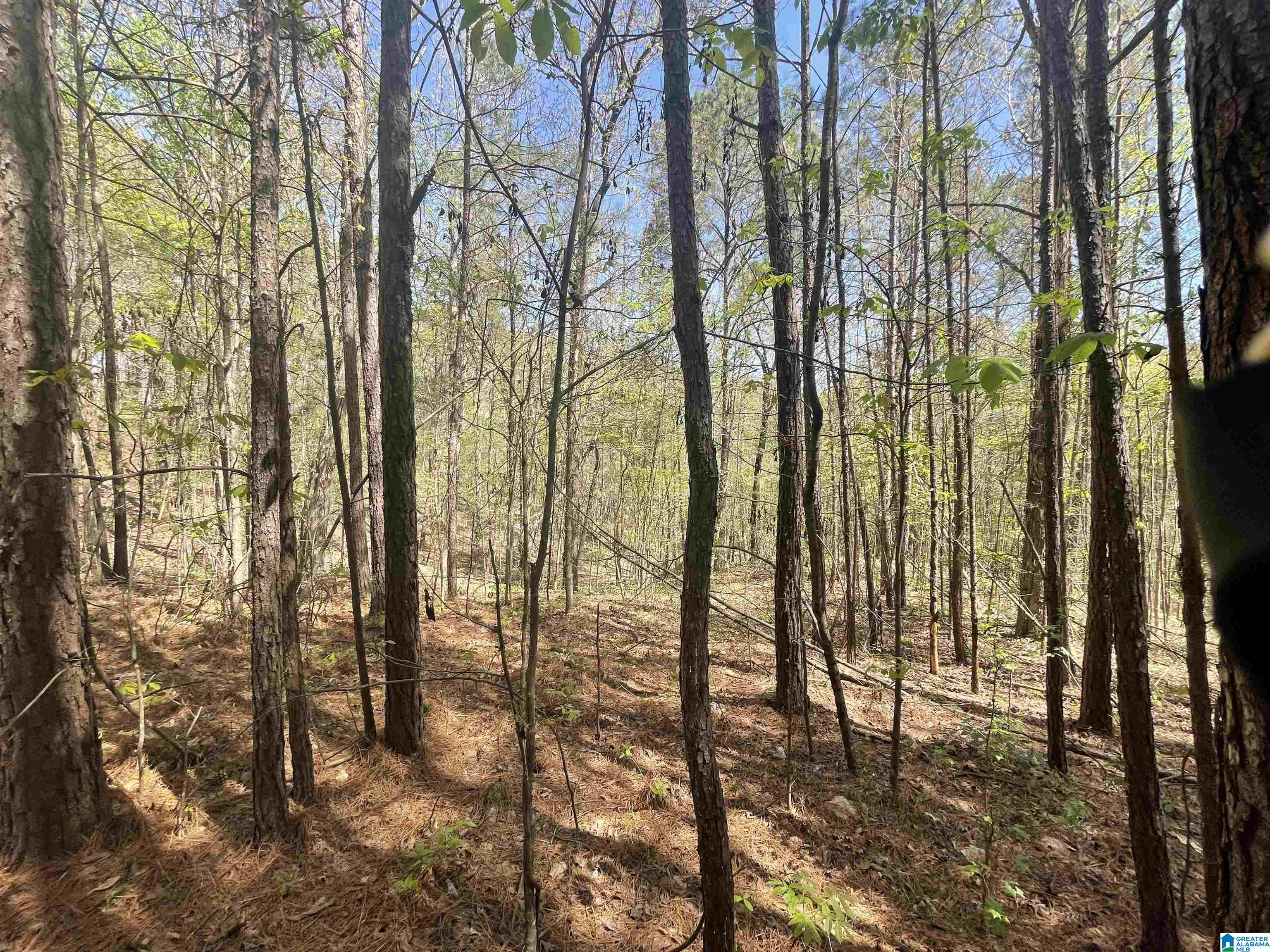 216 Highway Vance Al Vance, AL 35490 - Photo 5 of 8