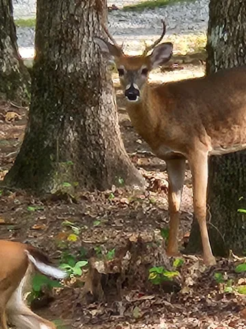 $510,000 | 271 Ingman Clf Road, Tracy City, TN 37387