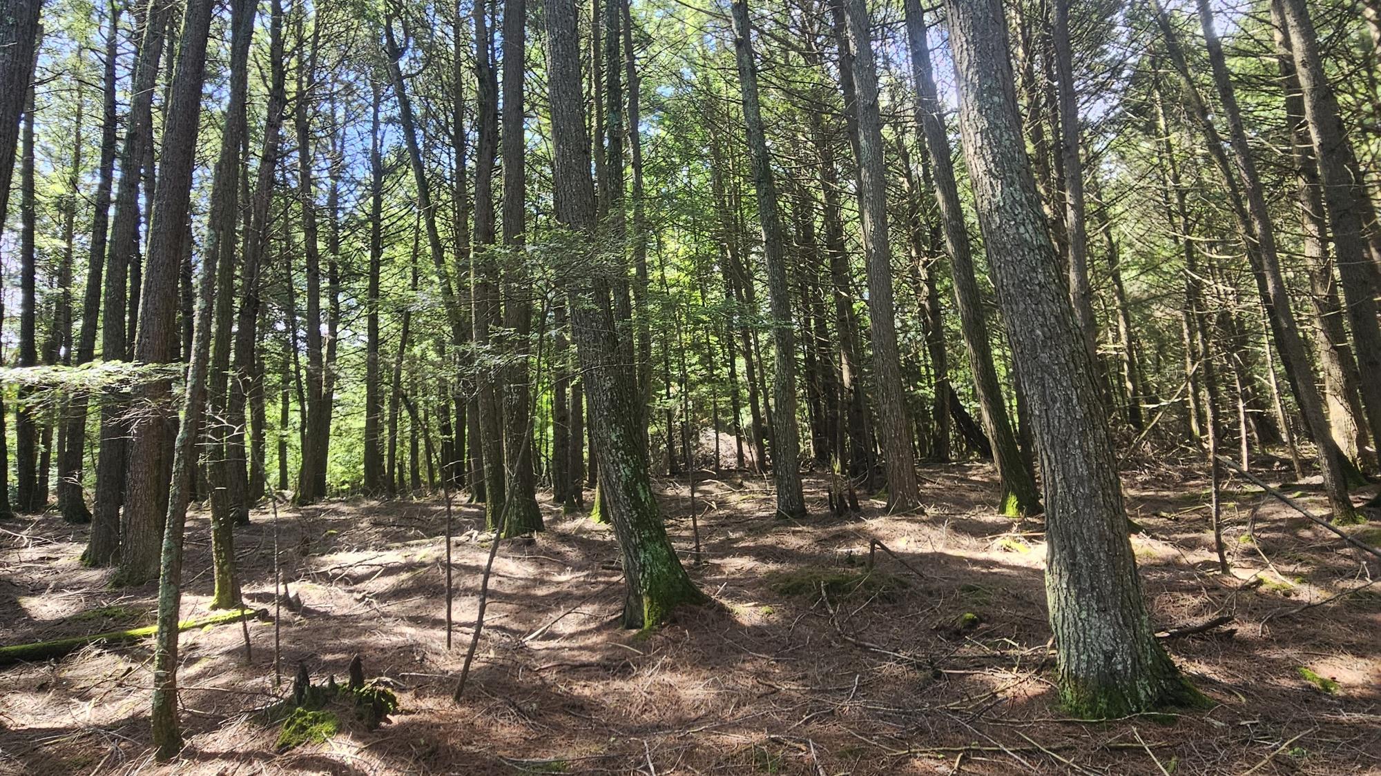 Lot 1 Staehling Road Three Lakes, WI 54562 - Photo 3 of 11