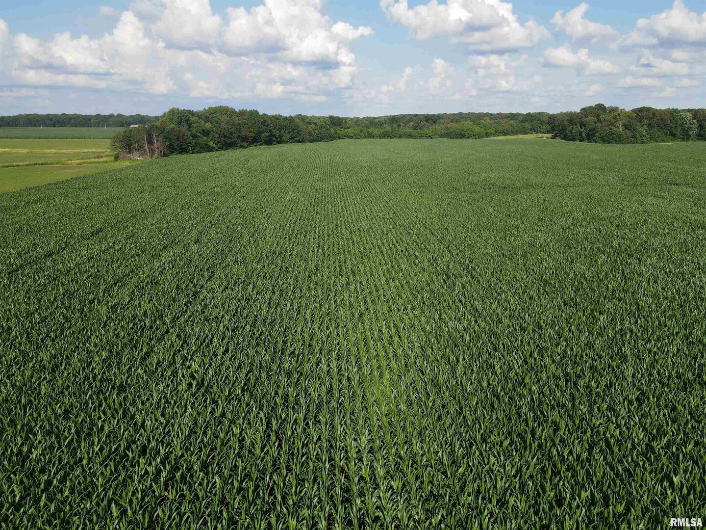0 East County Road 900 Road Montrose, IL 62445 - Photo 11 of 18 a view of a field with a big yard