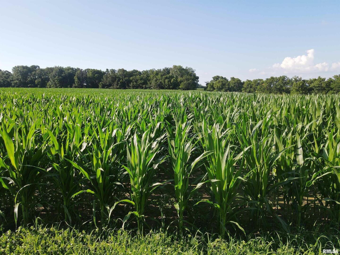 0 East County Road 900 Road Montrose, IL 62445 - Photo 14 of 18 a view of a lush green field with lots of palm trees