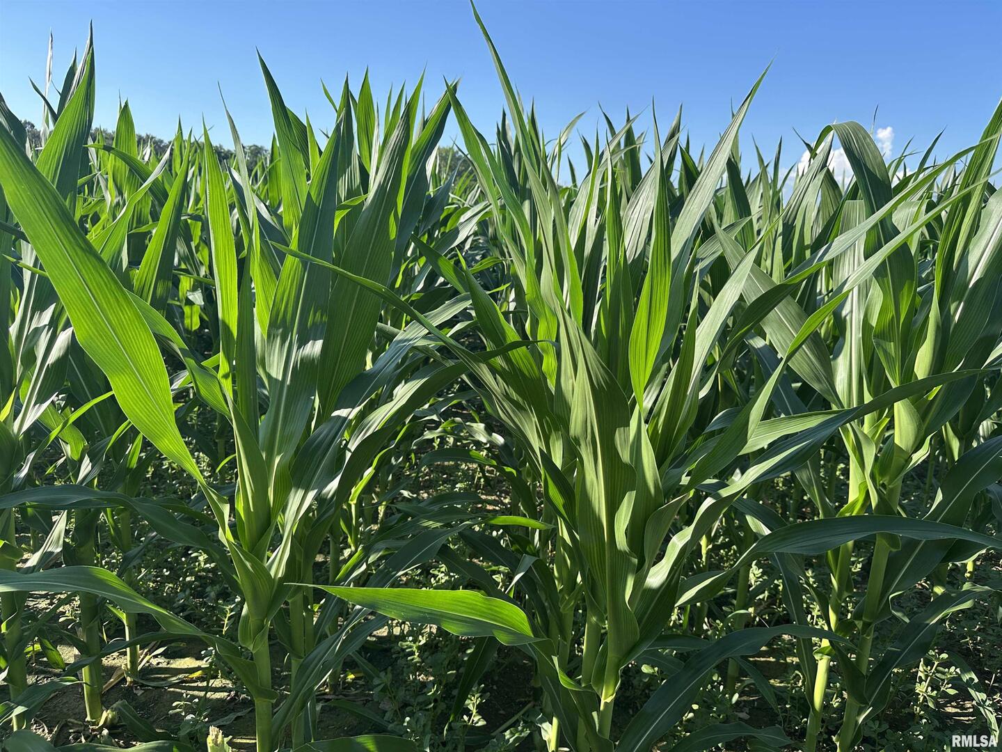 0 East County Road 900 Road Montrose, IL 62445 - Photo 16 of 18 a view of a plant