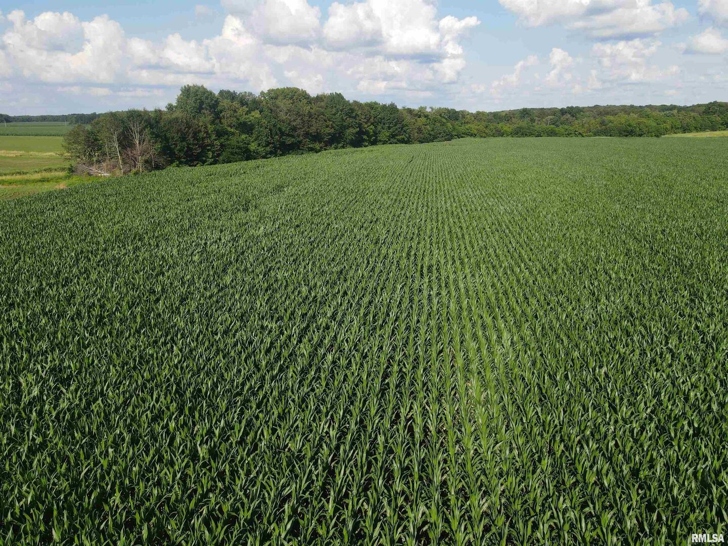 0 East County Road 900 Road Montrose, IL 62445 - Photo 7 of 18 a view of a green field