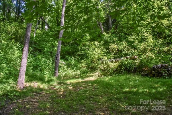 a view of a lush green forest