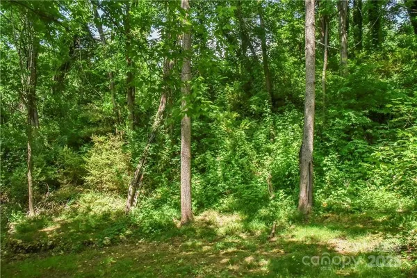 a view of a forest with trees